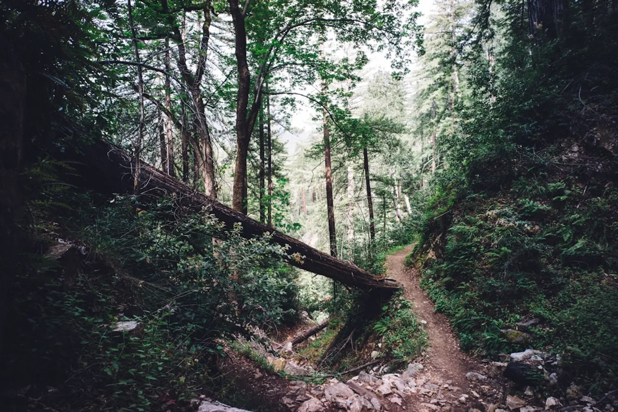 Nature Walks Perfect for Young Kids in AustraliaIllustration