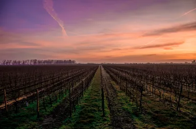 Scenic Running Routes in South Australia's Wine CountryIllustration